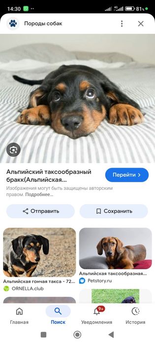 Алиментные щенок таксы