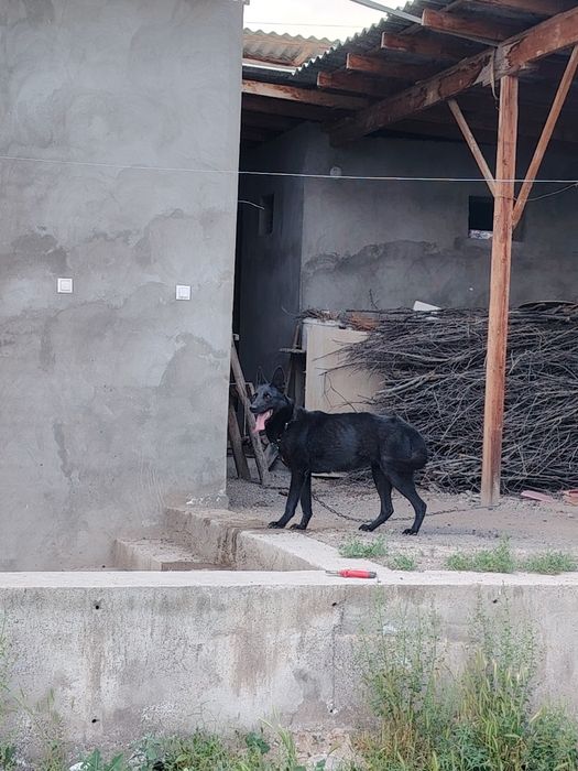 Toza nemis afcharkasi (Kamyob qora rangidan)