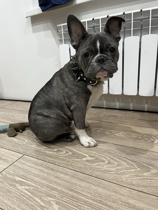 Французкий бульдог