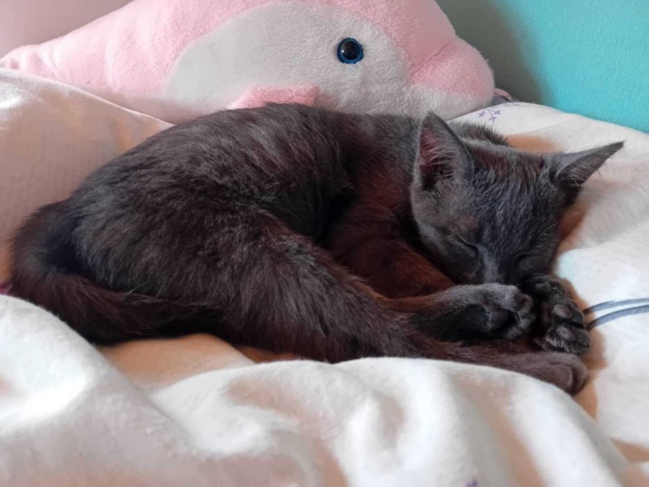 Pisicuta Lily spre adoptie