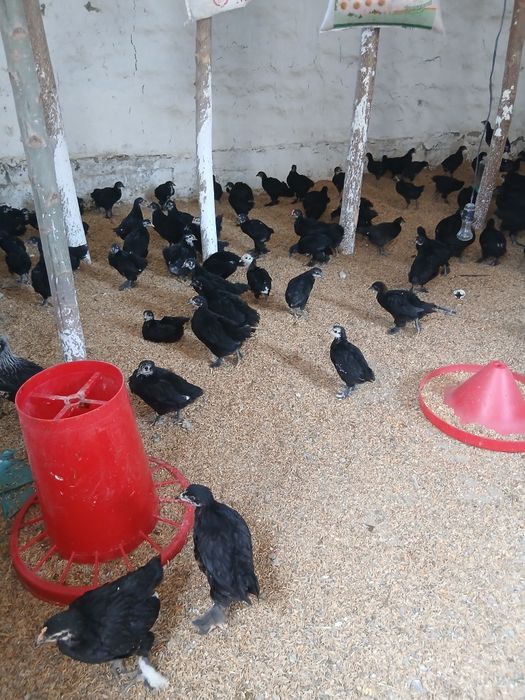 45 kunlik andijon qora jo‘jalari