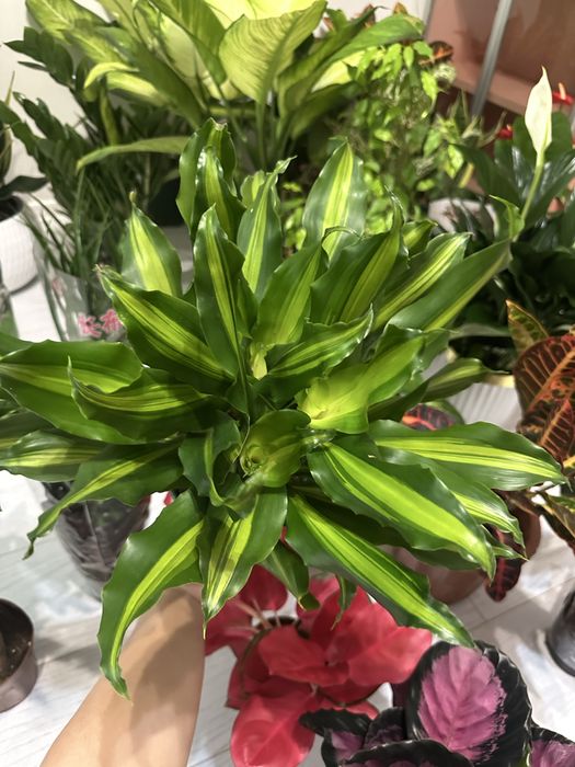 Все цветочки в наличии!