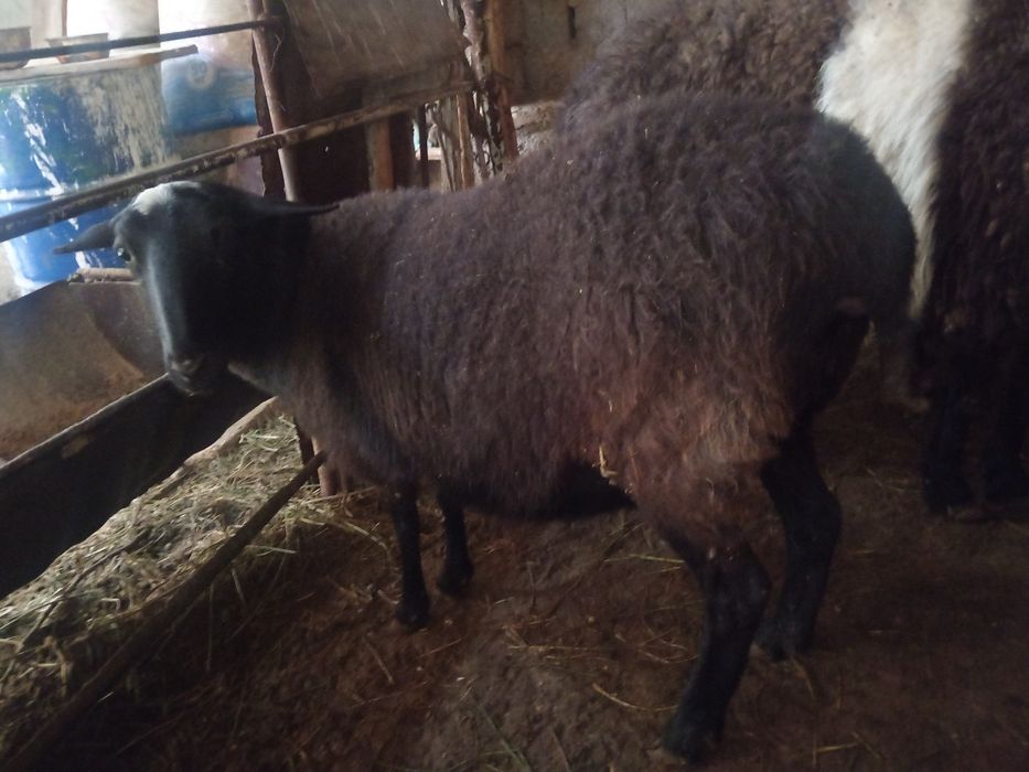 Romanov Sogliq Романов соглик кой qoy bogoz богоч 2 кат