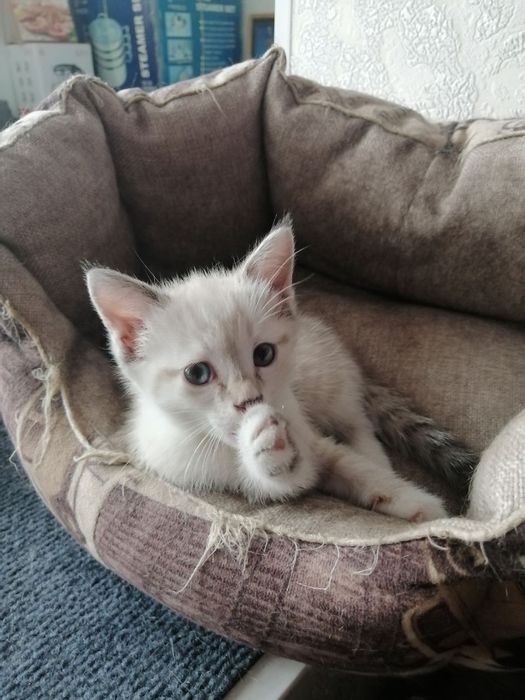 Отдам котят в хорошие руки