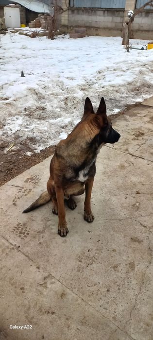 Малинуа щенки  бельгиской овчарки