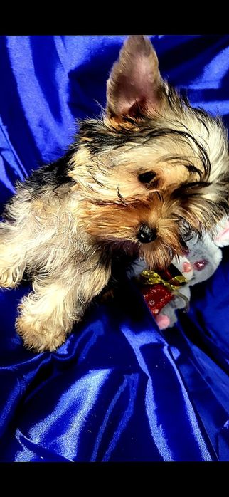 Йоркширский-Терьер