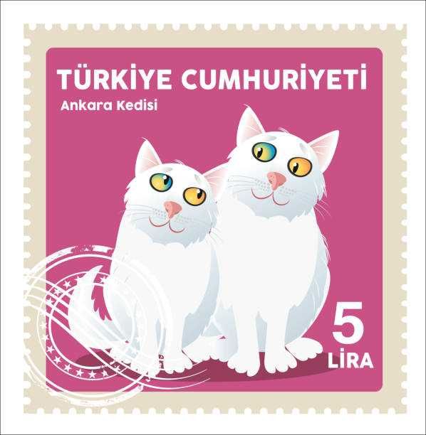 Турецкая ангора котята