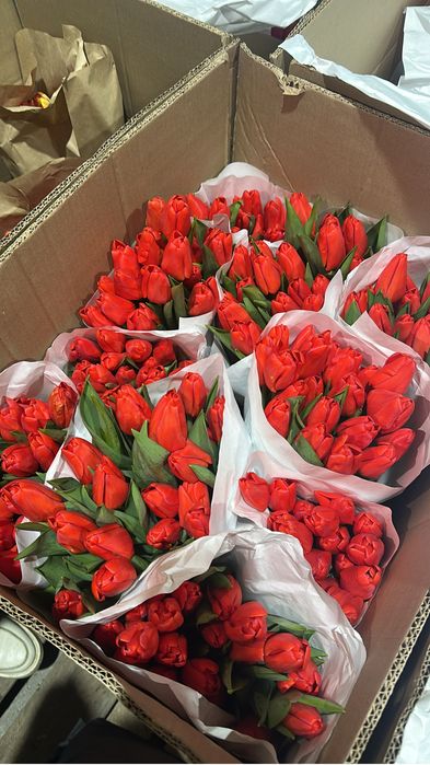Тюльпаны в розницу