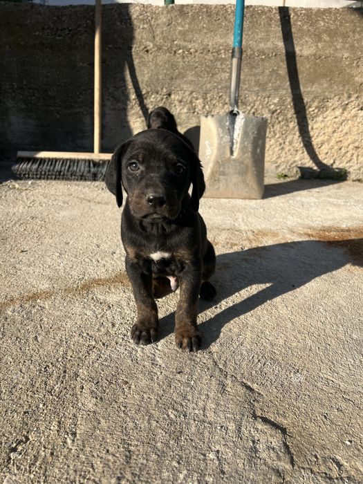 Подарявам мъжки микс кане корсо