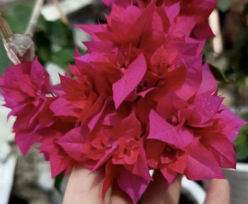 Комнатные растения