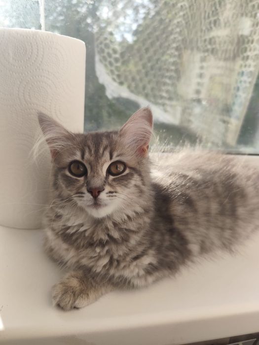 Кошечка домашняя