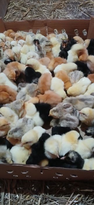 Pui de o zi rasa mixtă si de carne