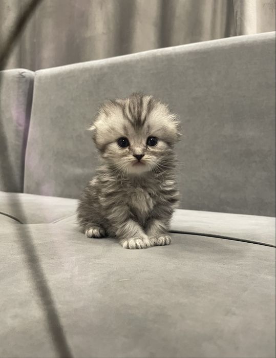 Котята шиншилла