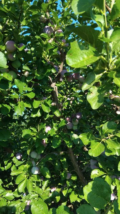 vand prune 4 lei/Kg