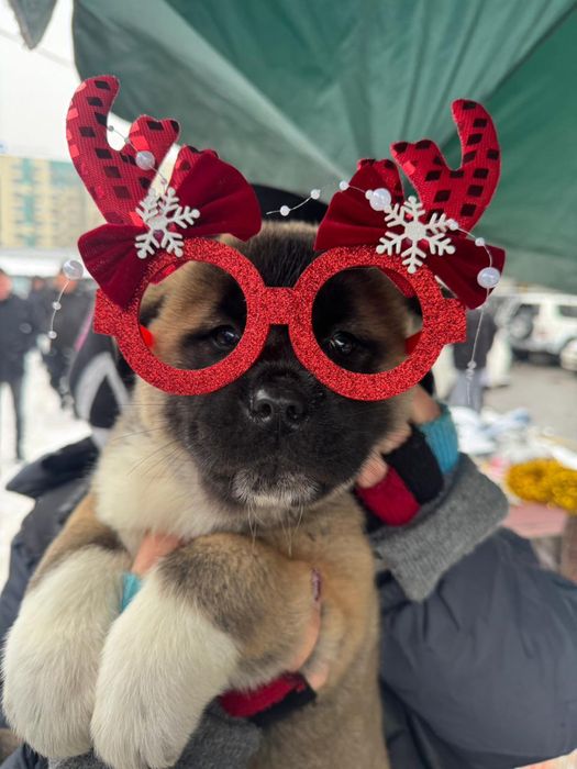 Щенки Американской Акиты