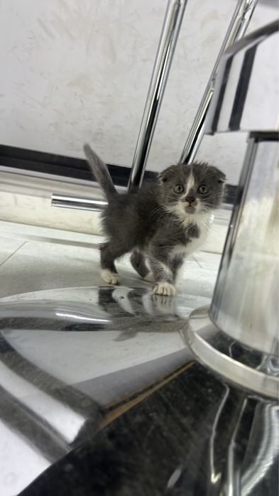 Мысык 3к 3-5апта