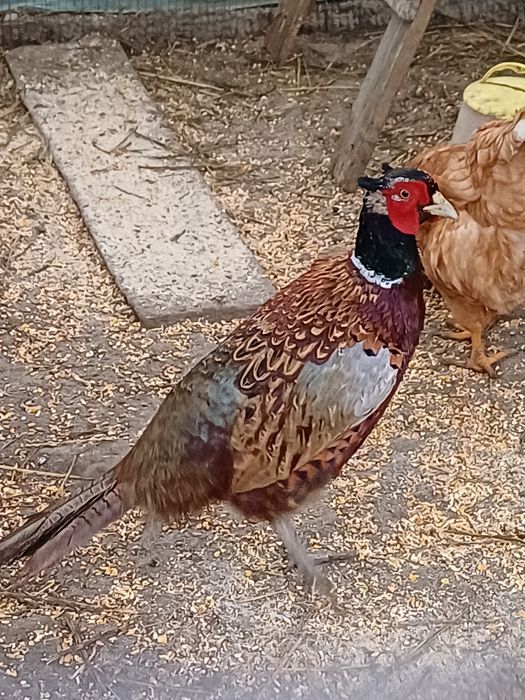 Vând sau schimb cu femelă fazan mascul