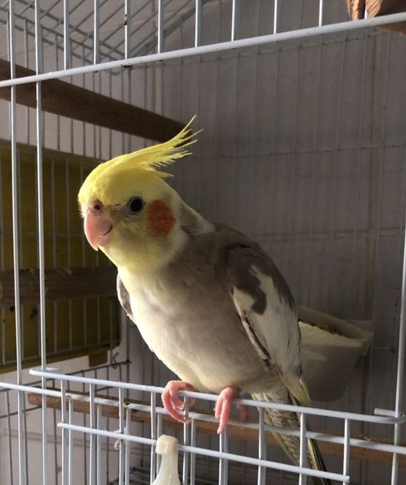 Корелла (самка и самец) с клеткой