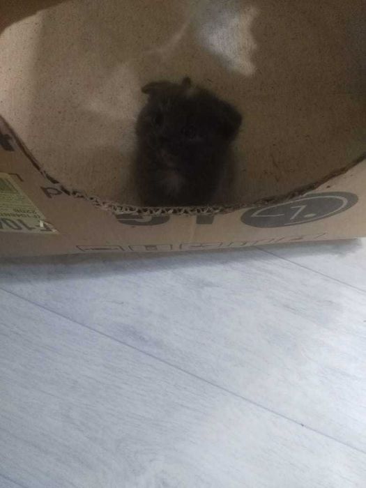 Котенок. Вислоухие котята девочки