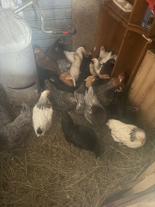 Puicuțe țărănești