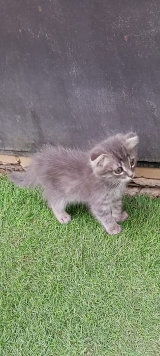 Отдам котёночка девочку в добрые руки.