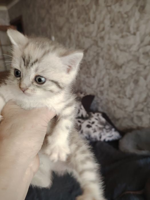Забавные малыши бриташки