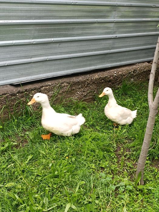 Продам 2 петуха 3 утки
