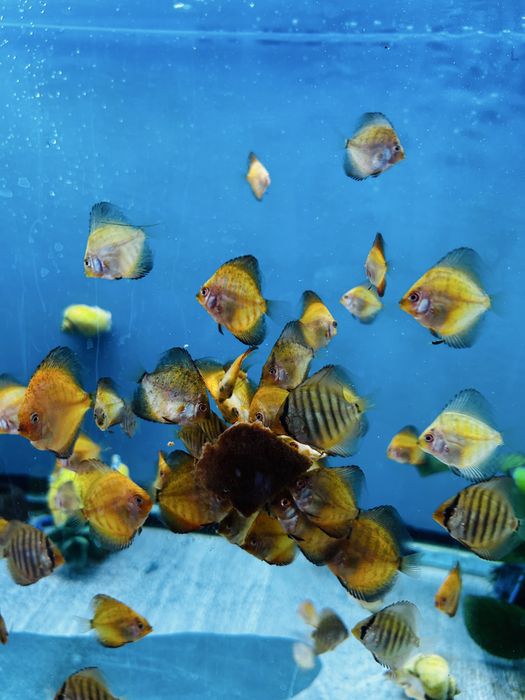 Молодь дискусы, средний размер 4 см