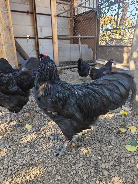 Australorp negru