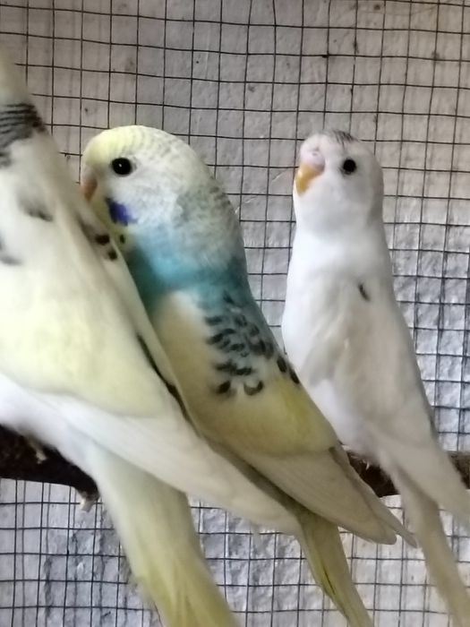 Продаются молодые и взрослые волнистые попугаи