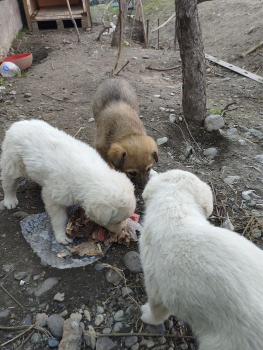 Отдам в хорошие руки щенков