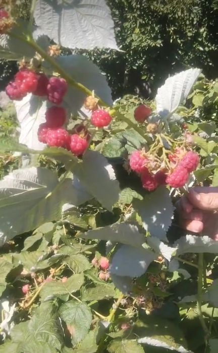 Продаю Саженцы малины . Сорт малины Горная .Крупная и сладкая малина .