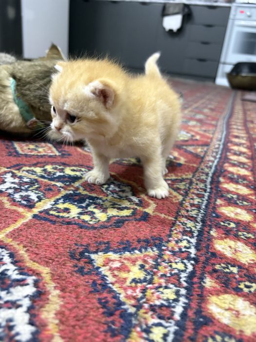 Onasi bilan 2 ta yangi tugʻilgan mushukchalar!