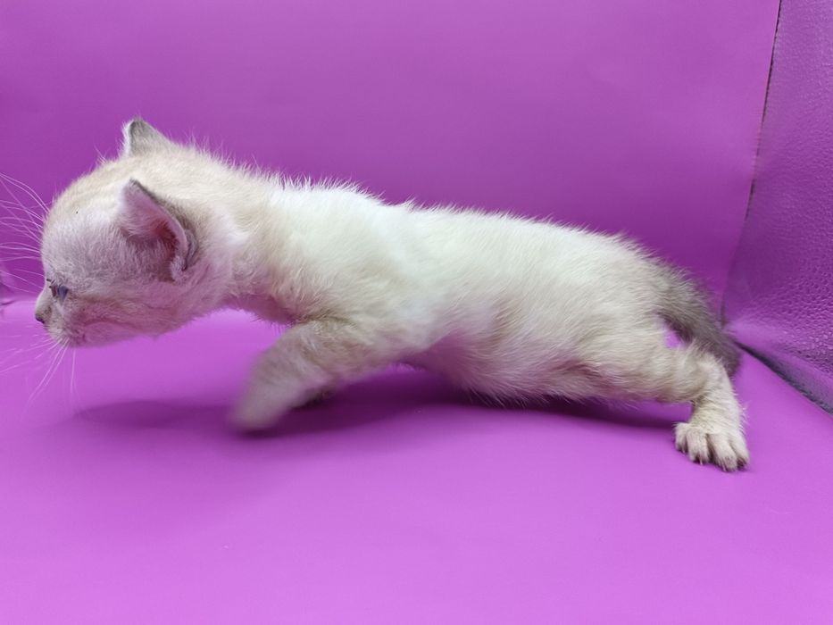 Бенгальские девочки