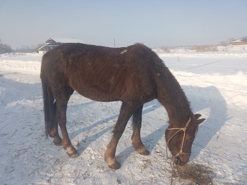 Продаю кобылы жеребая
