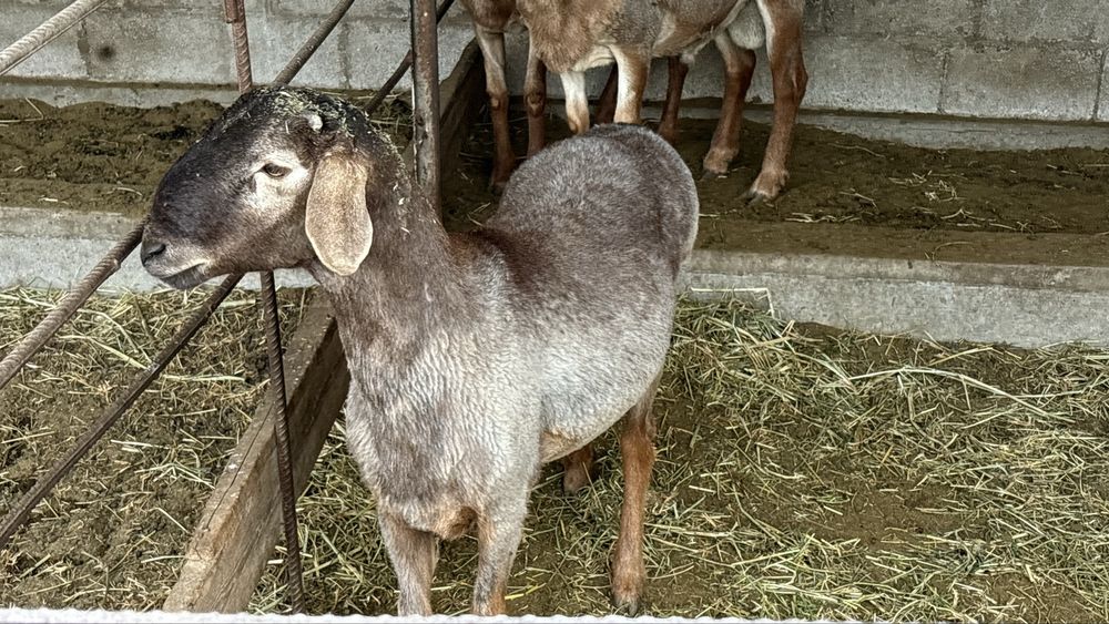 Зотли Кучкор Арашан