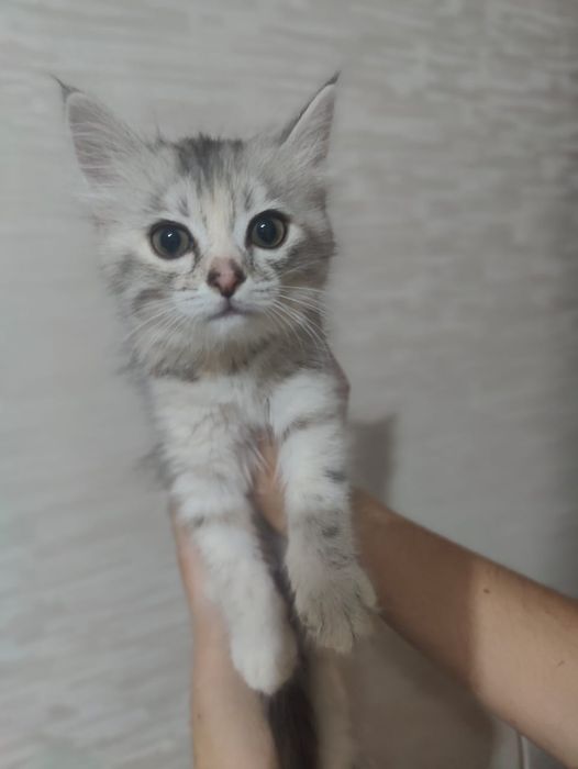котенок девочка 2-3 месяца