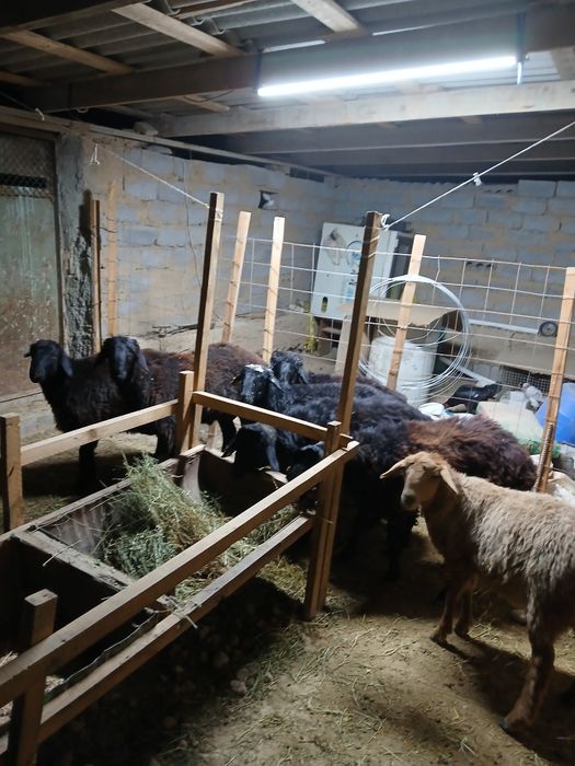 Семиз токтылар сатылады