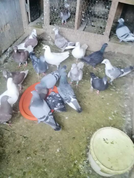 Porumbei voiajori sport maraton 30 de lei negociabil