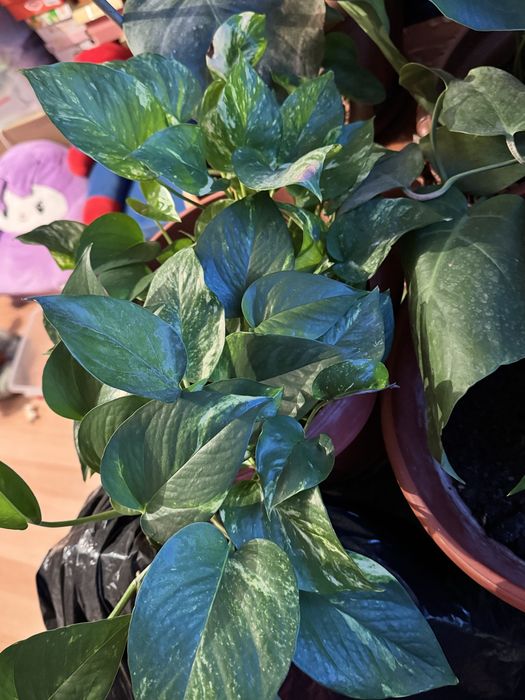 Домашние комнатные цветы