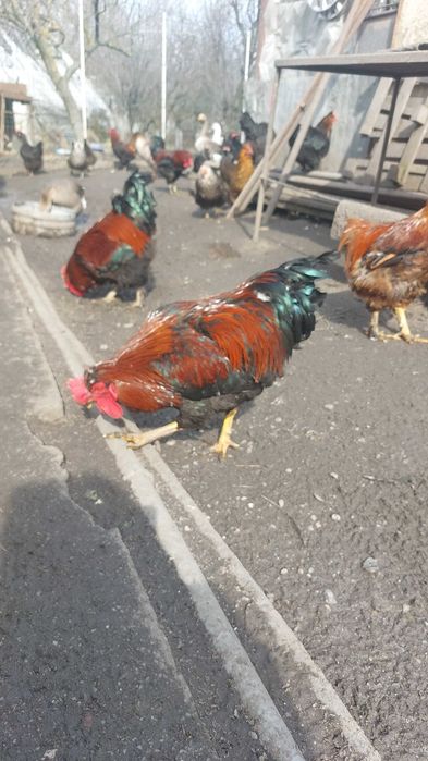 Cocoși din ouă verzi si românești