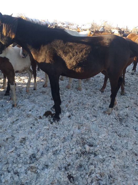 Продам жеребых лошадей 600 тыс.тг.