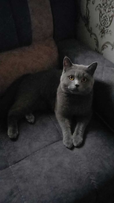 Mushuk vyazkaga Scottish Straight erkak ( SOTILMAYDI )