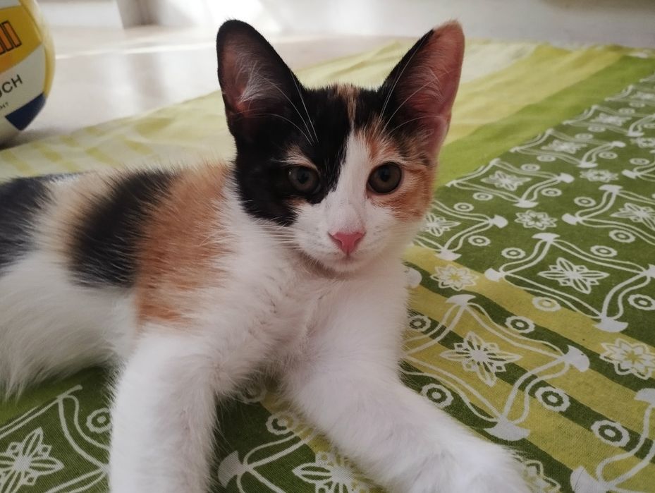 Красивая котенок