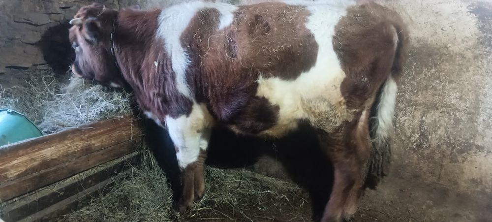 Продам годовалого бычка