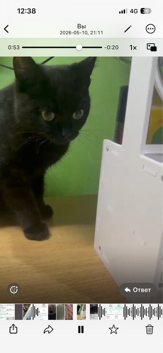 Отдам кошечку в добрые руки