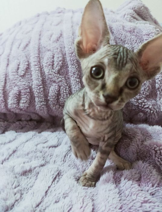 Канадский Сфинкс Продам!