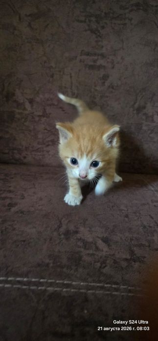 Отдам котят в добрые руки