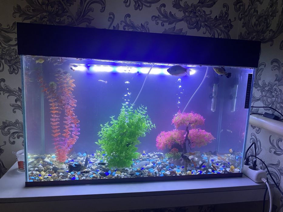 Продам аквариум и рыбок .