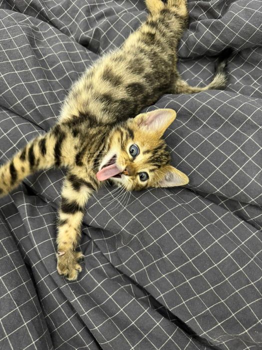 Бенгальские котята